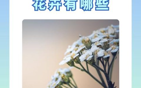 1月份开花的有什么花？推荐10种耐寒花卉与冬季养护全攻略