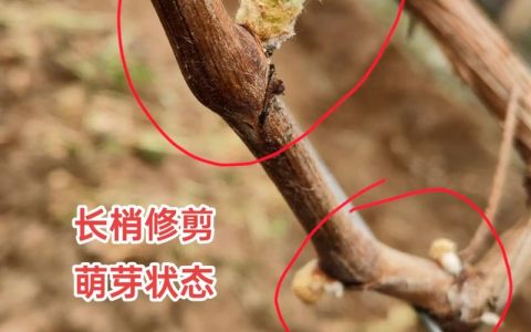 阳光玫瑰葡萄苗萌芽期精准管理指南：从温度到修剪的全流程操作