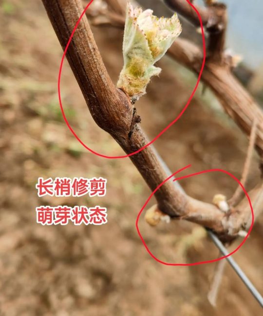 阳光玫瑰葡萄苗萌芽期精准管理指南：从温度到修剪的全流程操作