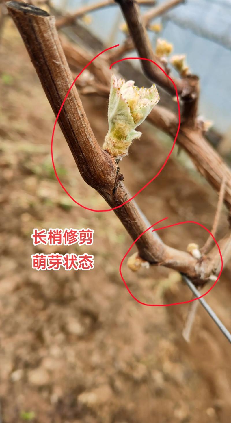 阳光玫瑰葡萄苗萌芽期精准管理指南:从温度到修剪的全流程操作 结果年限直接影响苗龄选择与投资回报