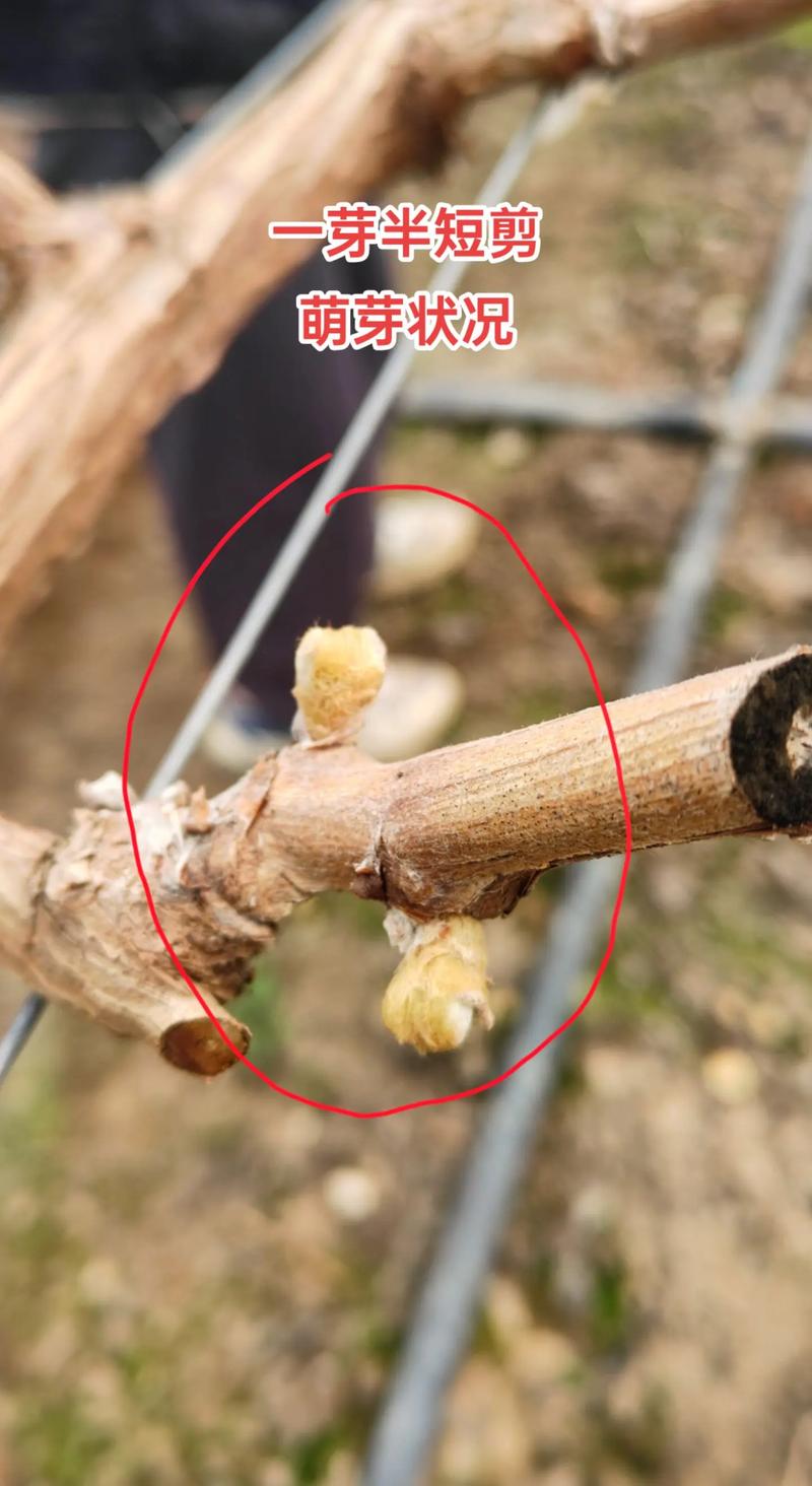 阳光玫瑰葡萄苗萌芽期精准管理指南:从温度到修剪的全流程操作 适种地区决定萌芽早晚与越冬风险