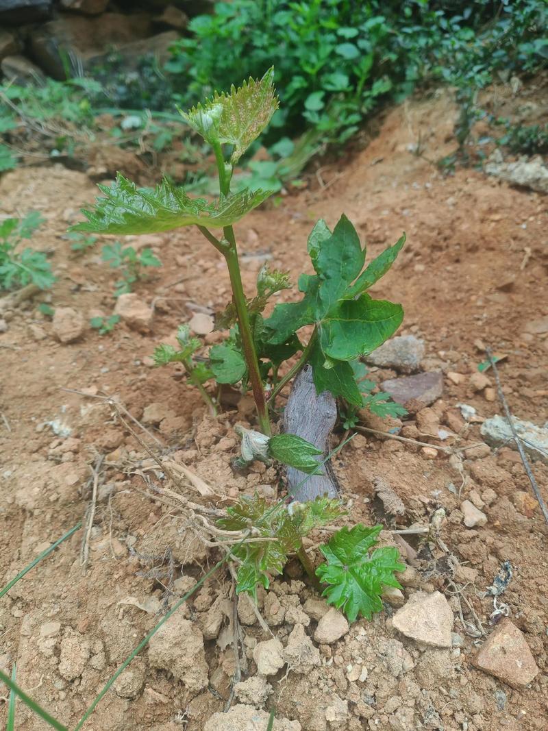 阳光玫瑰葡萄苗萌芽期精准管理指南:从温度到修剪的全流程操作 苗木采购质量判断:一看嫁接口、二看根系、三看苗龄