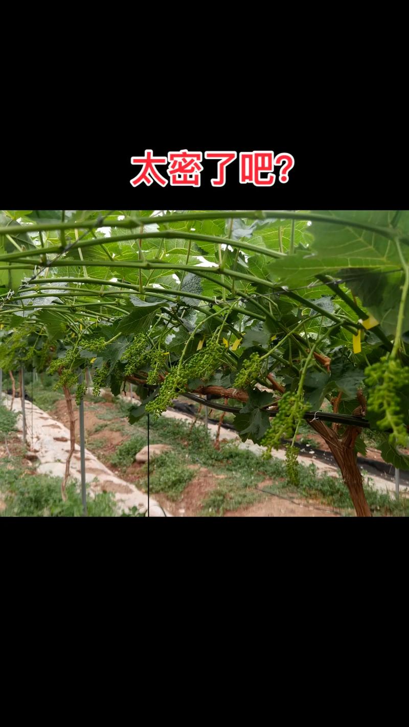 阳光玫瑰葡萄苗萌芽期精准管理指南:从温度到修剪的全流程操作 常见误区与纠正