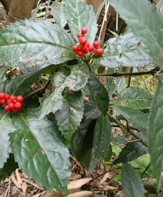 草珊瑚是什么东西？一文读懂这种常绿药用观赏植物