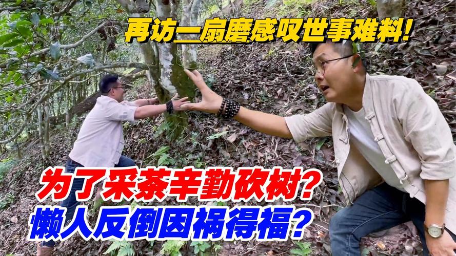 砍树一般多少钱?2025年最新费用参考与五大影响因素全解析 砍树价格咨询指南