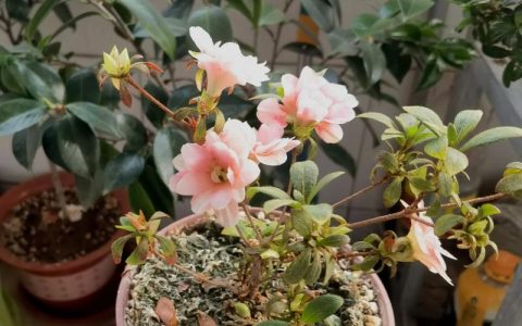 杜鹃花怎么种？从选时到成活的完整操作指南