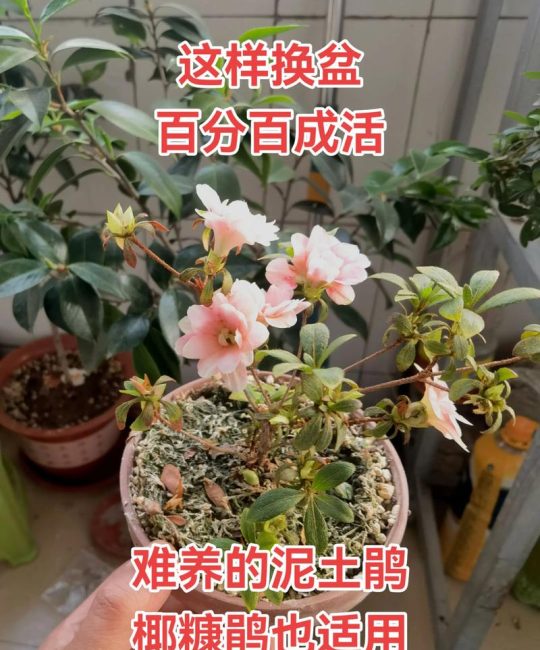 杜鹃花怎么种？从选时到成活的完整操作指南