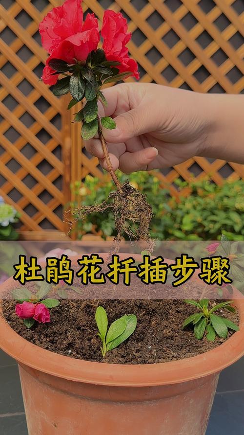 缓苗管理