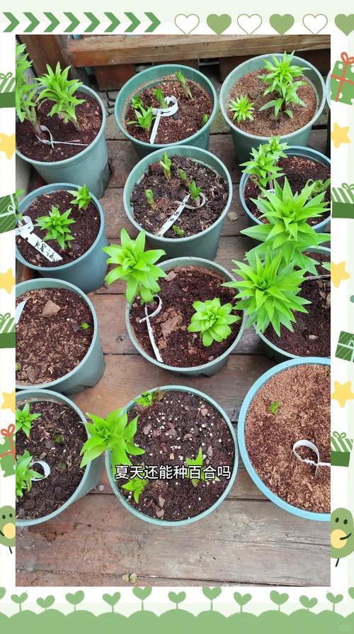 七、成活注意事项