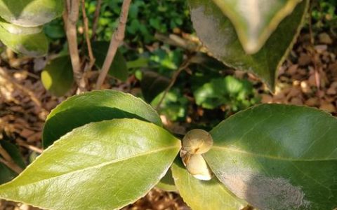 茶花冬季落叶吗？原因解析与南北差异化养护指南
