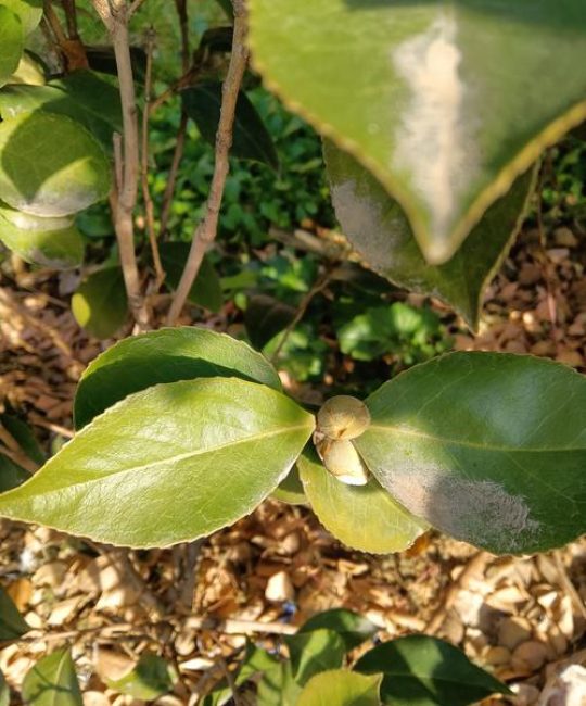 茶花冬季落叶吗？原因解析与南北差异化养护指南