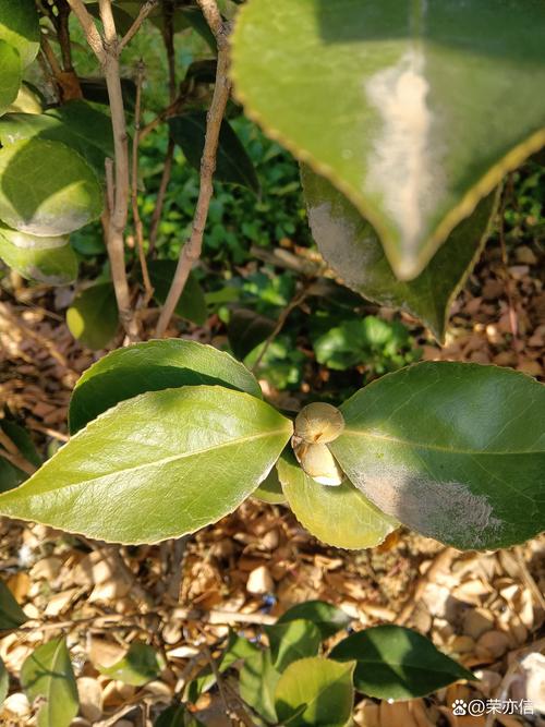 茶花冬季落叶吗？原因解析与南北差异化养护指南
