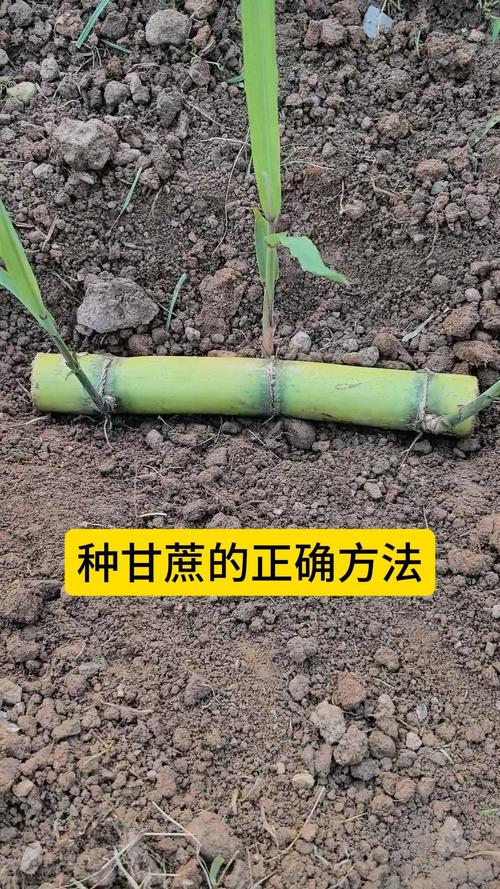 二、土壤环境