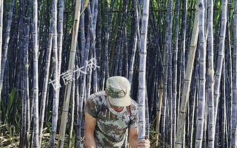 买来的甘蔗如何种植？从选种到成活的完整技术指南