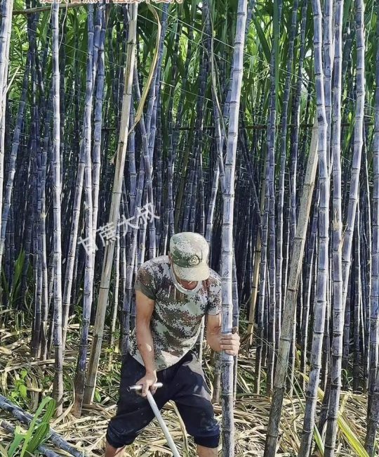 买来的甘蔗如何种植？从选种到成活的完整技术指南