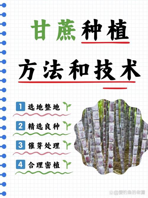 三、栽前处理（种茎准备）