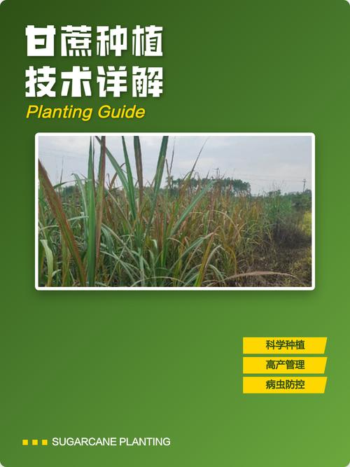 四、栽植深度