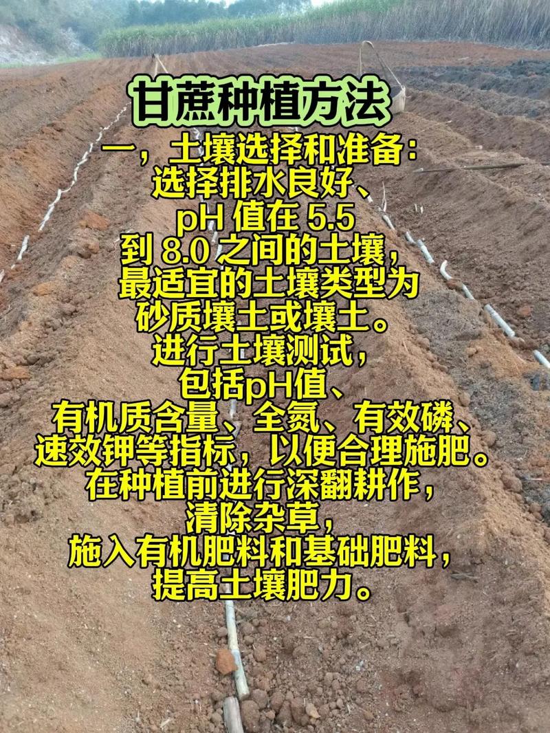 六、缓苗管理（出苗期）