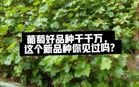 癞葡萄什么时候种植最好？从时间到成活的完整技术指南