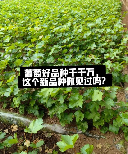 癞葡萄什么时候种植最好？从时间到成活的完整技术指南