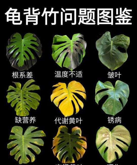 水培龟背竹叶子发黄怎么办？4步排查与补救指南