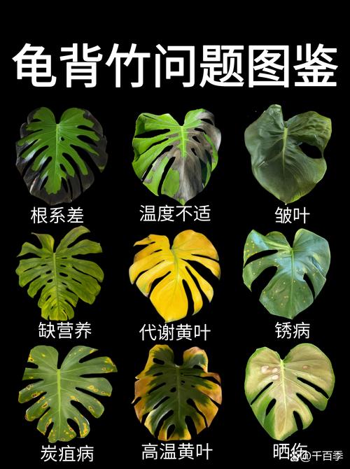 水培龟背竹叶子发黄怎么办?4步排查与补救指南 水培龟背竹叶子发黄怎么办?4步排查与补救指南