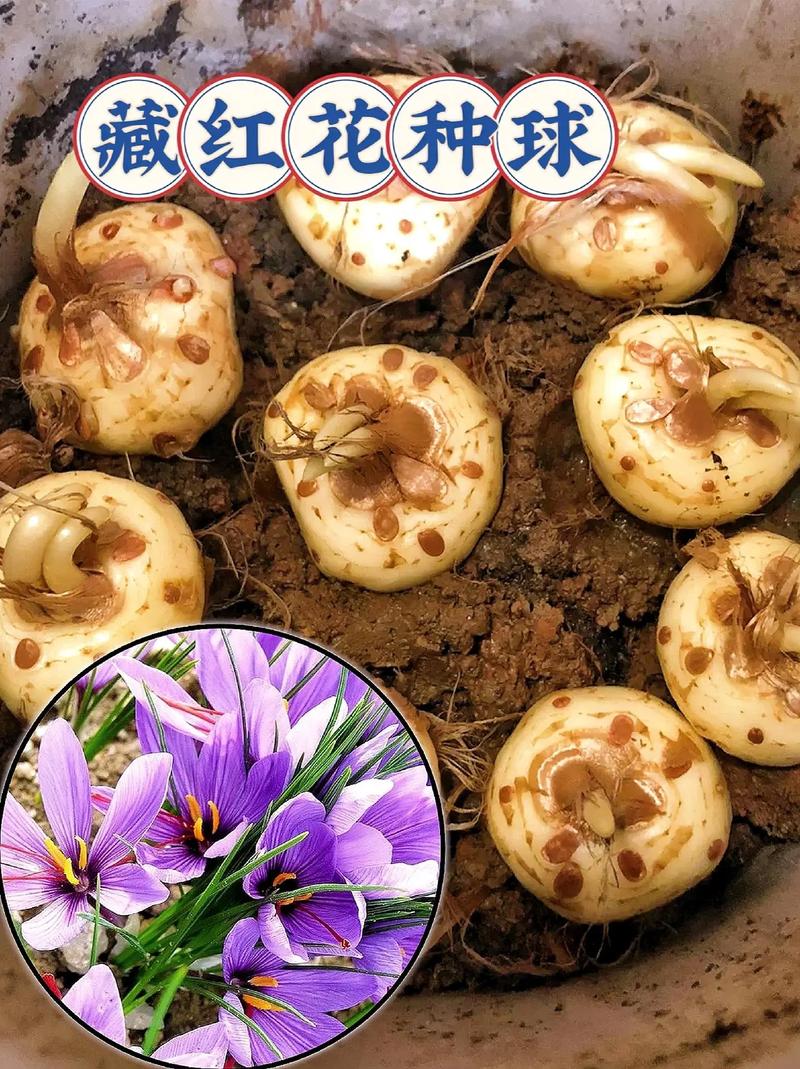 正宗藏红花种球采购指南——如何避开假球与劣质渠道 三、球茎规格与根系健康评估