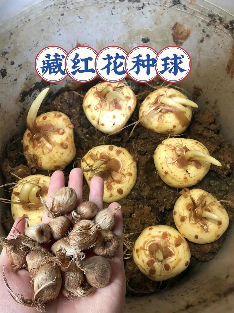 正宗藏红花种球采购指南——如何避开假球与劣质渠道 四、运输与检疫合规