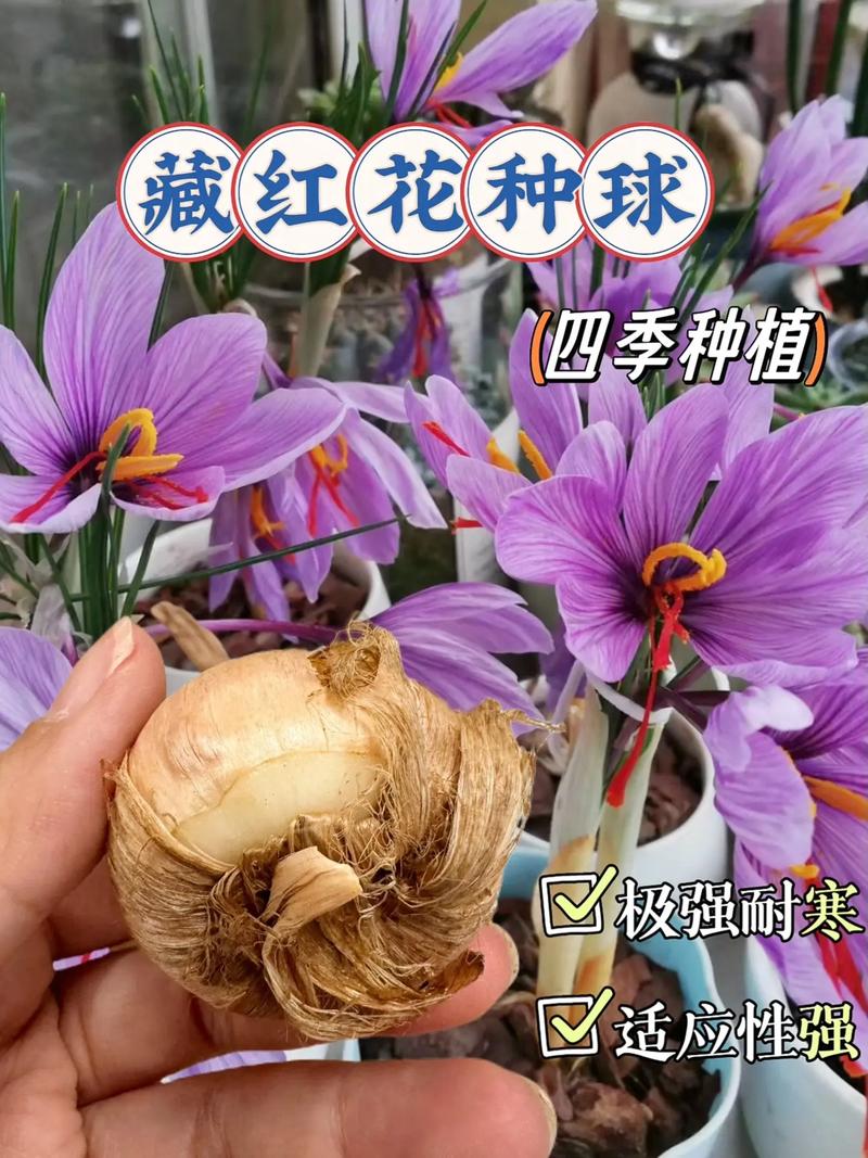 正宗藏红花种球采购指南——如何避开假球与劣质渠道 结语