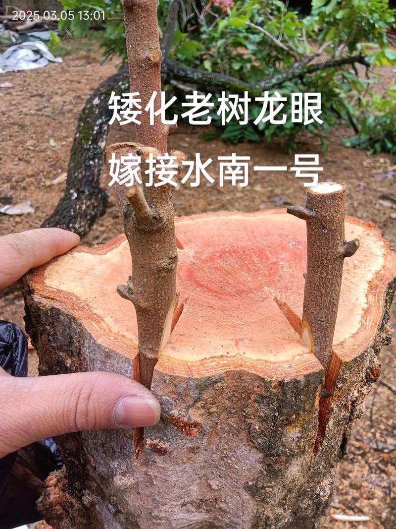 扦插的果树苗需要嫁接吗?核心结论:是否嫁接取决于品种特性与根系适应性 梨、樱桃、柑橘中需嫁接的品类与品种差异化逻辑
