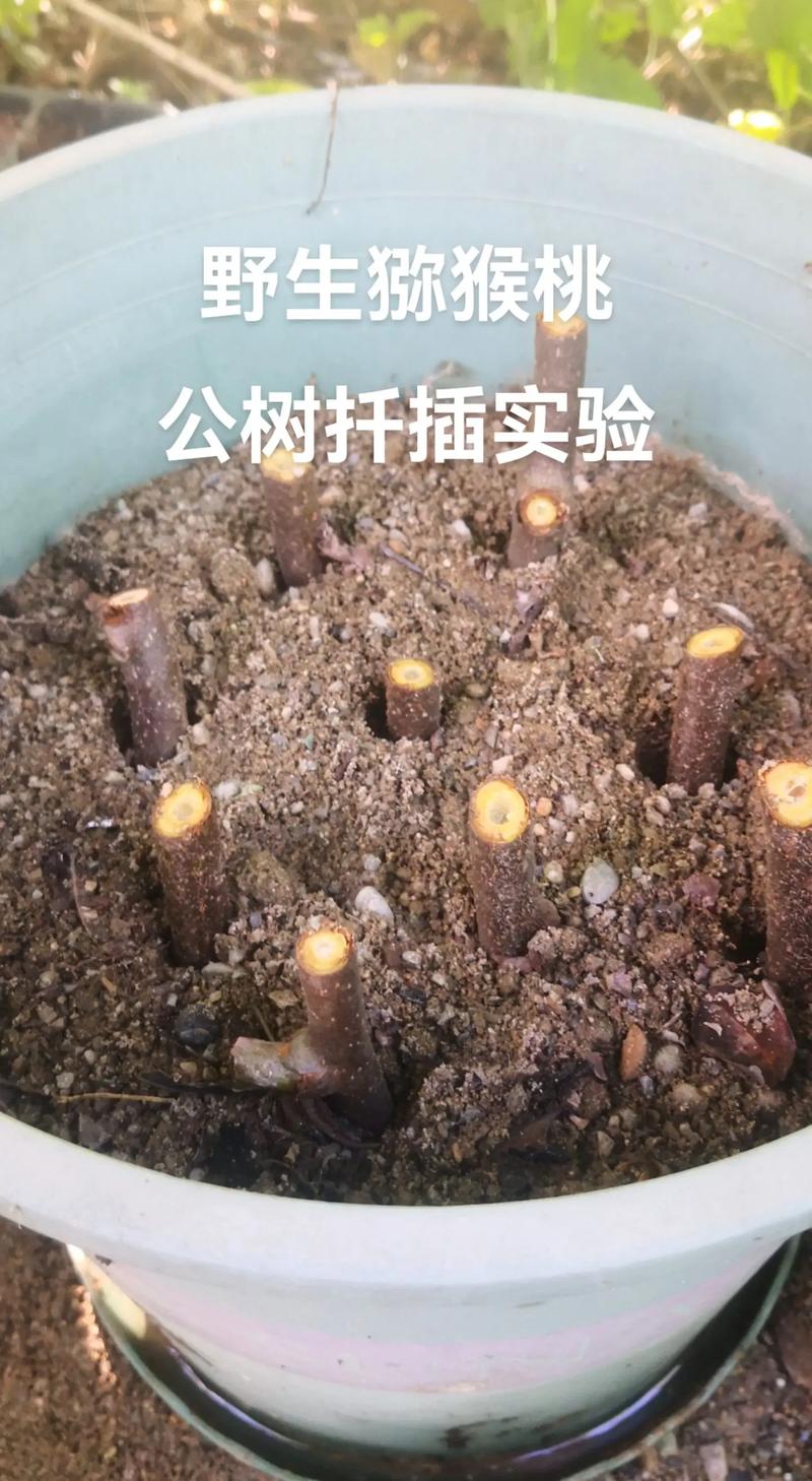 扦插的果树苗需要嫁接吗?核心结论:是否嫁接取决于品种特性与根系适应性 嫁接操作关键:砧木与接穗的品种配对与环境控制