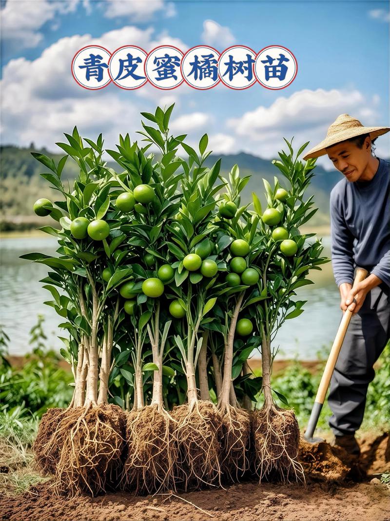 种果树赚钱吗?2026年科学选种与精细管理是实现盈利的核心关键 种果树赚钱的核心在于品种选择与适地适栽