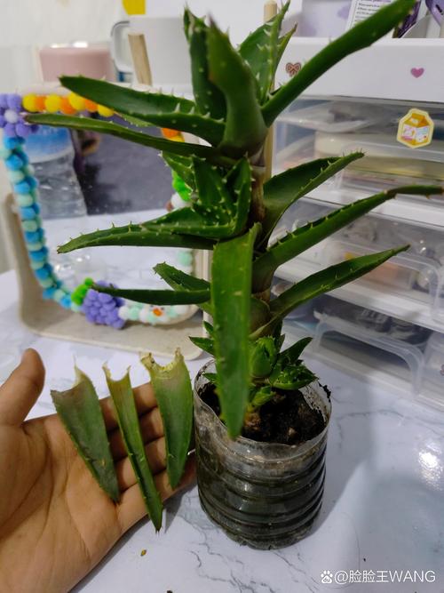 芦荟苗多少钱一棵?2025年最新价格参考区间及影响因素分析 芦荟苗价格综合参考表(2025年3月)