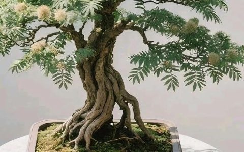 合欢树盆栽能开花吗？看完这份养护指南就明白了
