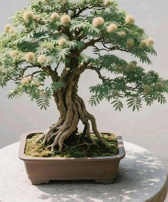 合欢树盆栽能开花吗？看完这份养护指南就明白了