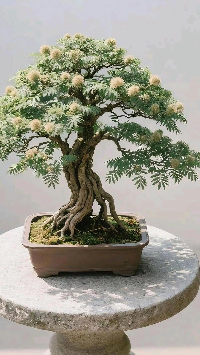 合欢树盆栽能开花吗?看完这份养护指南就明白了 盆栽合欢树能开花,但需满足关键条件