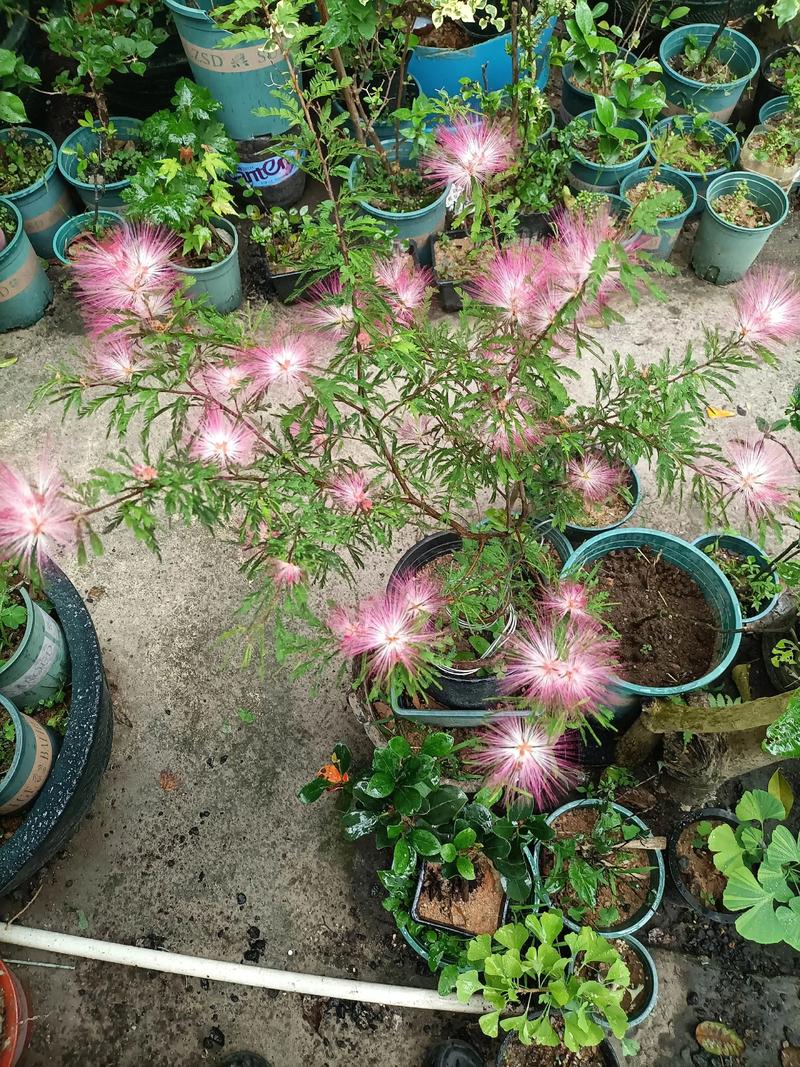 合欢树盆栽能开花吗?看完这份养护指南就明白了 合欢树盆栽的花期与观赏期