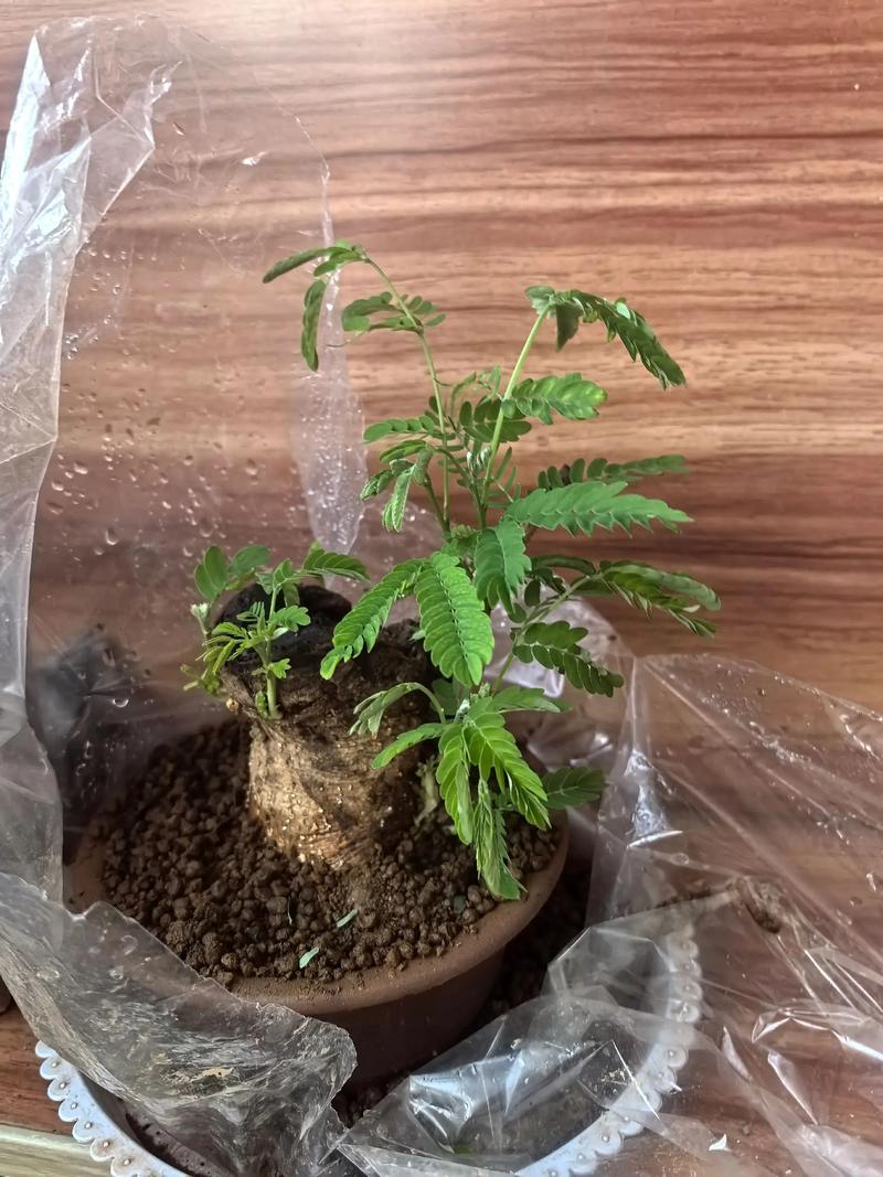 合欢树盆栽能开花吗?看完这份养护指南就明白了 影响盆栽合欢开花的五大关键因素