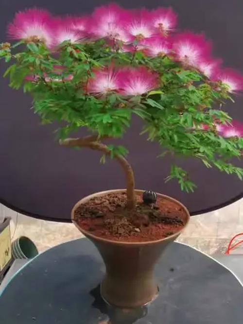 合欢树盆栽能开花吗?看完这份养护指南就明白了 常见问题(FAQ)