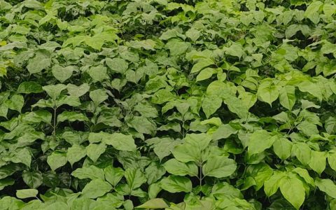菜花苗哪里买？一份科学严谨的采购渠道核查指南