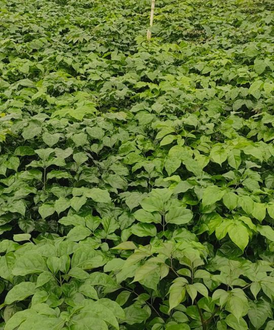 菜花苗哪里买？一份科学严谨的采购渠道核查指南