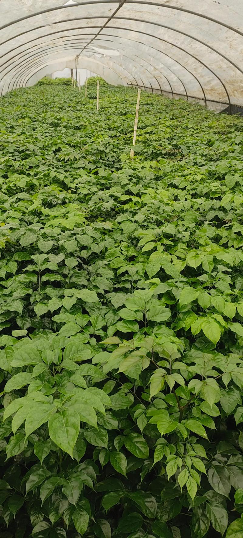 菜花苗哪里买?一份科学严谨的采购渠道核查指南 菜花苗哪里买?一份科学严谨的采购渠道核查指南