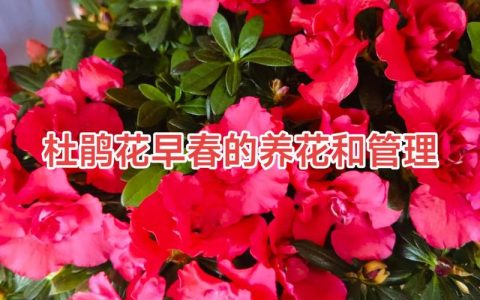 喇叭沟门杜鹃花什么时候开？最佳观赏时间及养护指南