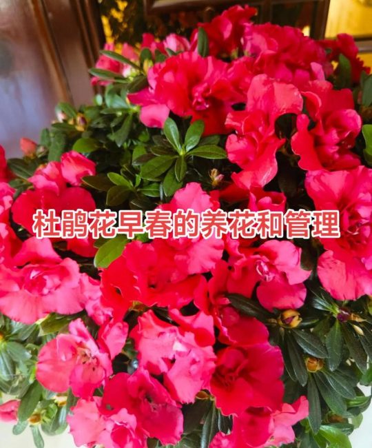 喇叭沟门杜鹃花什么时候开？最佳观赏时间及养护指南
