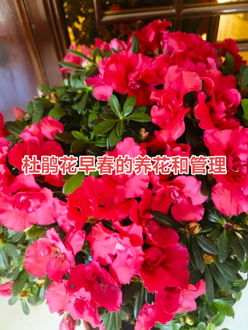 喇叭沟门杜鹃花什么时候开?最佳观赏时间及养护指南 喇叭沟门杜鹃花什么时候开?最佳观赏时间及养护指南