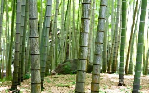 雷竹一亩种植多少棵？笋用林栽植密度参数与株行距推荐