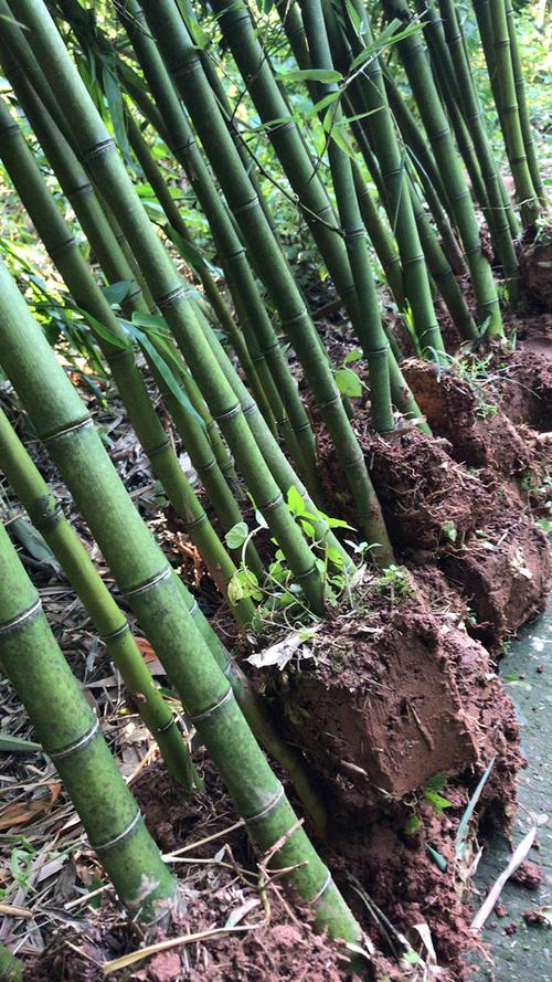 栽植时还需要注意什么？