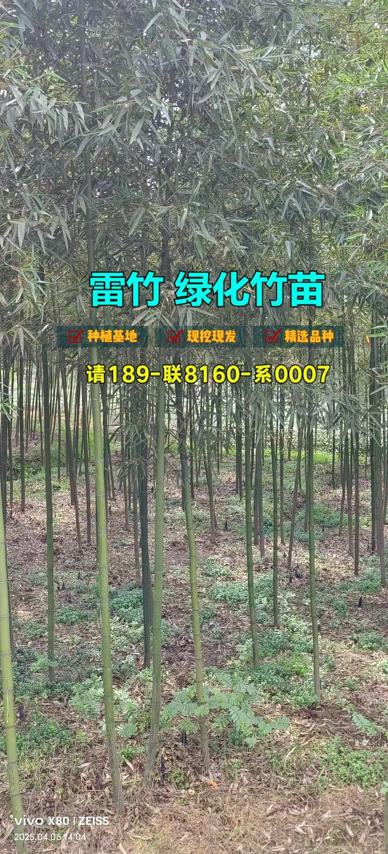 密度速查表：株行距与每亩株数对照