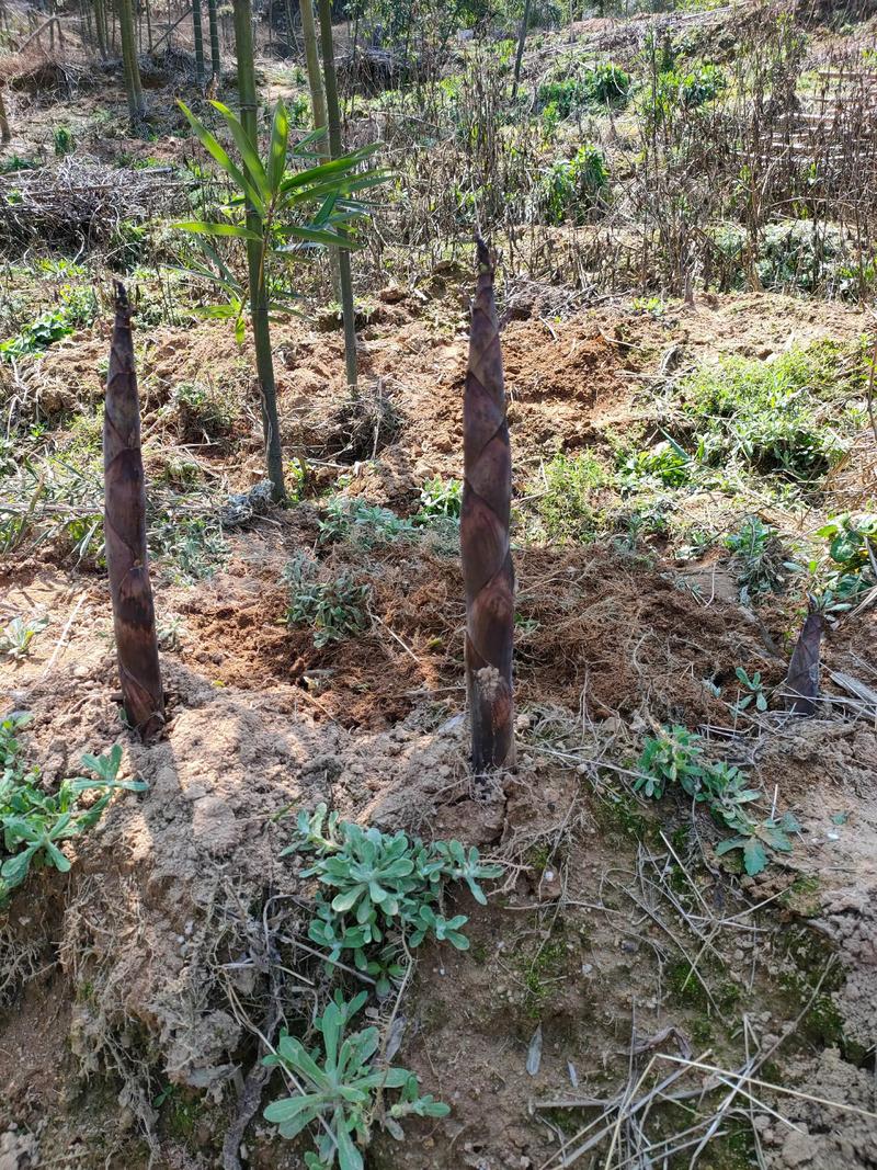 雷竹种植密度受什么影响？