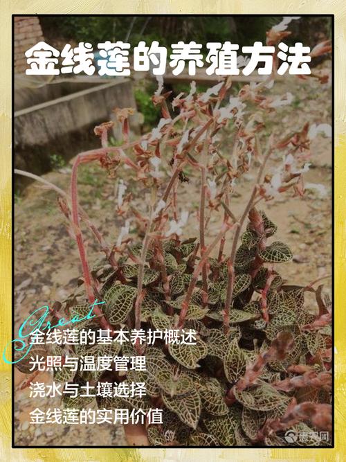 六、缓苗管理